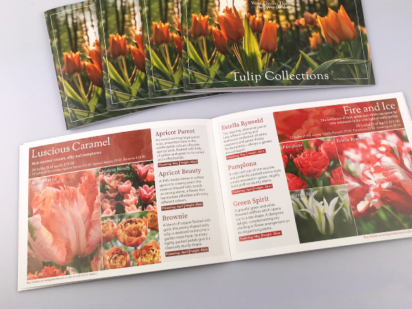 Catalogue Design